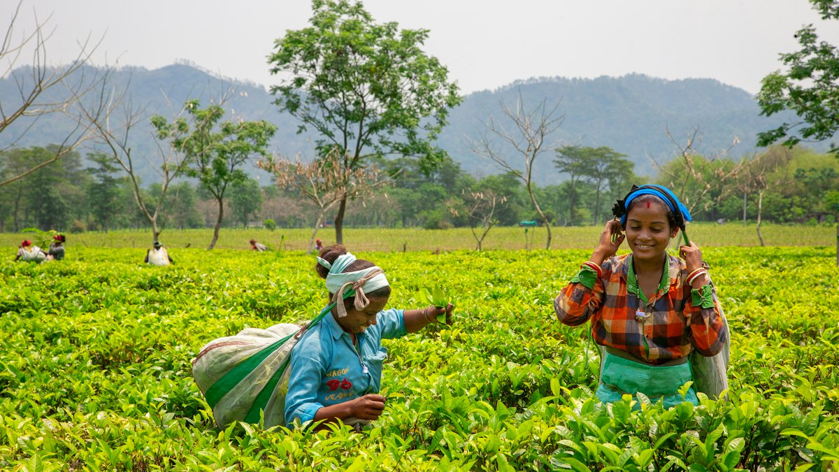 Tea garden workers in a green Assam tea estate
