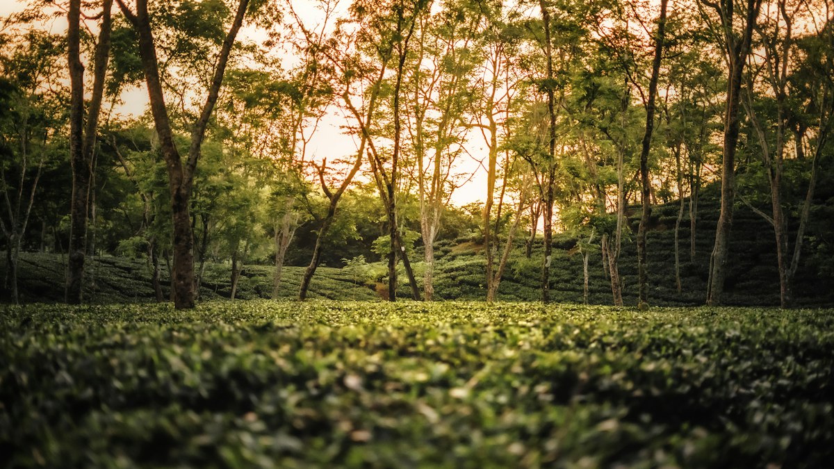 Green tea garden and trees in Assam at sunset